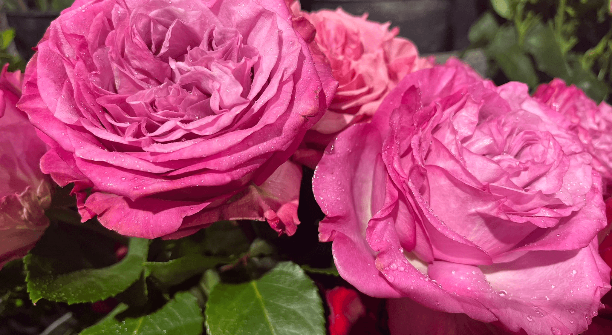 Carmen Flora